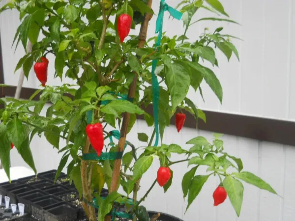 25 Seeds Red Ghost Peppers Capsicum Chinens Heirloom Vegetable Garden - £5.80 GBP