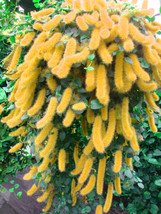 100PCS Trailing Chenille Plant Seeds Yellow Color Hybrid Perennial Hangi... - $8.98