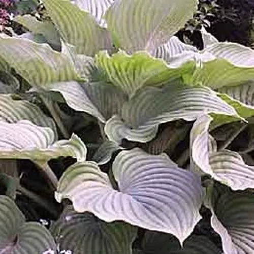 Hosta Komodo Dragon  Large Upright Disease-Free 2.5 Inch Pot  - £21.56 GBP