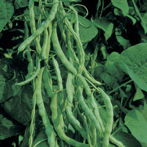 LWSTORE Kentucky Wonder Bush Bean Nongmo Heirloom Bean 50 Or 100 Seeds 2 USPS Sh - $8.78