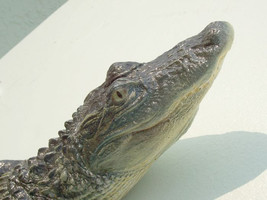 American Alligator 3-4ft: (Alligator mississippiensis) 16 x 5 x 39 in - $186.50