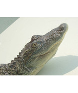 American Alligator 3-4ft: (Alligator mississippiensis) 16 x 5 x 39 in - £146.70 GBP