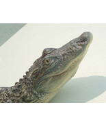 American Alligator 3-4ft: (Alligator mississippiensis) 16 x 5 x 39 in - €160,80 EUR
