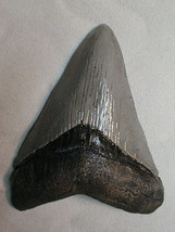 Fossil Shark Tooth replica sculpture 5.5 x 4 in - £14.05 GBP