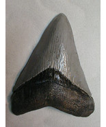 Fossil Shark Tooth replica sculpture 5.5 x 4 in - £14.15 GBP