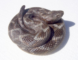 Coiled Rattlesnake Sculpture - £45.92 GBP