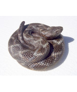 Coiled Rattlesnake Sculpture - £43.95 GBP