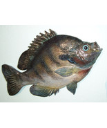 Bluegill Sunfish wall carving cast - £38.30 GBP