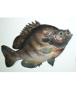 Bluegill Sunfish wall carving cast - €41,98 EUR