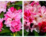 Yaku Princess Azalea Rhododendron STARTER Plant Varying Shades of Pink - $64.93