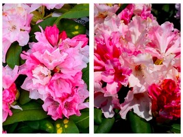 Yaku Princess Azalea Rhododendron STARTER Plant Varying Shades of Pink - $64.93