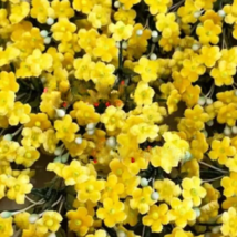 RAFH 25 Seeds Yellow Forget Me Not Flowers Beautiful Fast Growing USA Seller - $10.52