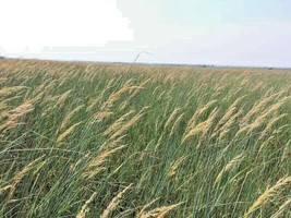 500 Seeds INDIAN GRASS Native Prairie Wildflower Clumping Ornamental Per... - £12.99 GBP
