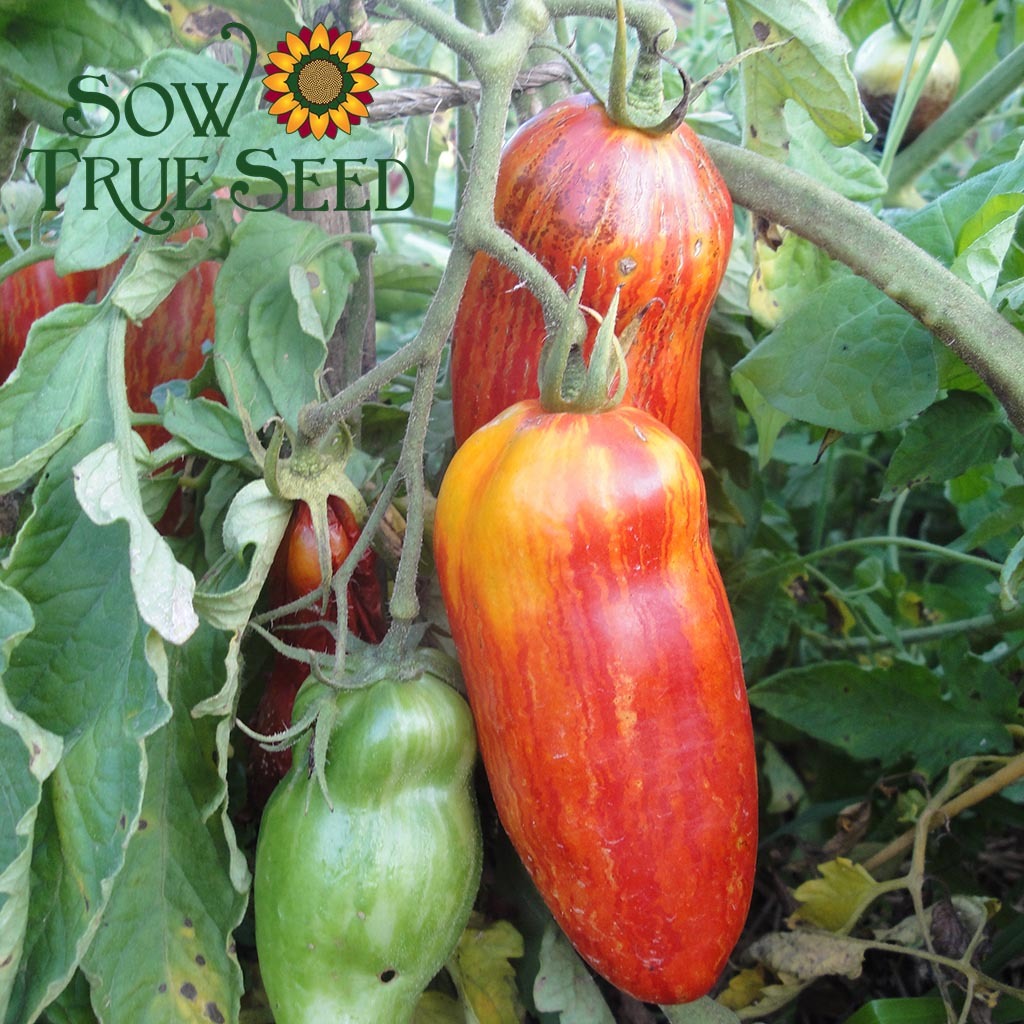 Speckled Roman Tomato Seeds - $7.99