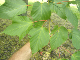 New Fresh Seeds 20 Japanese Striped Bark Maple Seeds Acer Rufinerve - $9.80