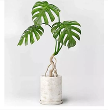 100pcs Monstera obliqua Seeds Flower Pot Plants Decor Pot Garden Turtle - £13.86 GBP