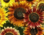 Mardi Gras Sunflower Seeds 30 Annual Flower Garden Bees Butterfly Fast S... - $8.99