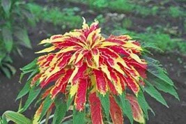 Amaranthus Tricolor 100 Seeds Free Shipping - $75.58 MXN