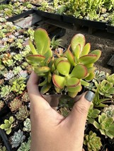 2” inch Pot w/ Soil Crassula Ovata Green Jade Plant ‘Money Tree’ Live Plant - $23.98