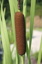 US Seller Common Cattail Seeds Pond Seeds Typha Latifolia 500 Seeds Fast Shippin - £18.16 GBP