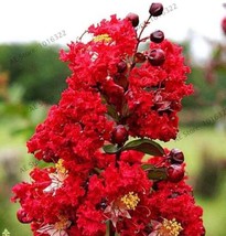 Rape Myrtle Tree Seeds Red Flowers Fresh Garden - £5.56 GBP