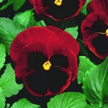 New Fresh Seeds Pansy Seeds Snow Pansy Scarlet Blotch 50 Flower Seeds Snowpansy  - £18.92 GBP