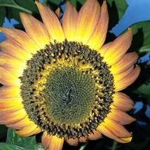 Orange Mahogany Bicolor Sunflower Gardening USA Shipping - £7.09 GBP