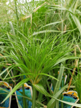 1 Pc 2.5&quot; Pot Nile Queen Papyrus Flowers Plant, Cyperus Live Plant | RK - $48.30