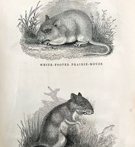 Prairie And Jumping Mouse Victorian 1856 Animals Art Plate Print Nature ... - $39.99
