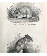 Prairie And Jumping Mouse Victorian 1856 Animals Art Plate Print Nature ... - $39.99