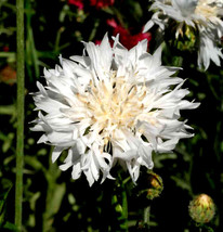 ArfanJaya Cornflower Seeds - Tall White, Heirloom, 100 Seeds, Open Pollinated - £7.24 GBP