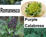 250 Seeds Broccoli Gourmet Blend  Equal Parts Fast Shipping - $8.99