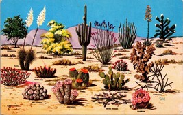 Cacti And Desert Flora Of The Great Southwest Postcard - $10.00