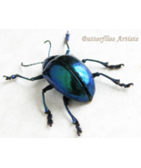 Metallic Green-blue Chrysochus Species Leaf-beetles Framed Entomology Shadowbox - $59.00