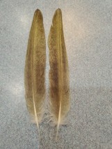 YY137 Matched Pair Hybrid Cockatiel 5 1/4&quot; Tail Feathers - £7.86 GBP