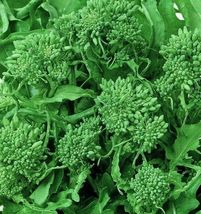 SPRING RAAB RAPINI BROCCOLI 500 SEEDS  VEGETABLES Seeds For Garden - £4.08 GBP