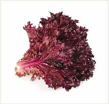 Ruby Red Lettuce Seeds- 200 Count Seed Pack - Non-GMO - A deep red Variety That  - £3.18 GBP