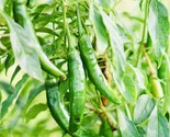 Fresh Harvest Hot Serrano Pepper Seeds Nongmo Heirloom Variety Fast Ship... - £7.07 GBP