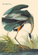 Great Blue Heron by John James Audubon - Art Print - £17.52 GBP+