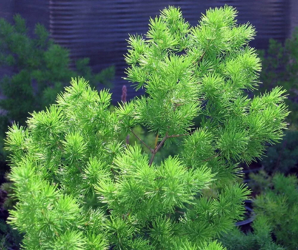 2.5&quot; Pot Asparagus Retrofractus Mings Macowanii Easy To Grow In &amp; Out Li... - $41.80
