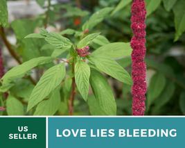 250 Love Lies Bleeding Seeds Amaranthus caudatus Flower Ornamental & Edible - £12.39 GBP