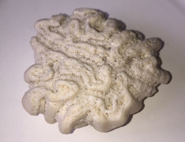 Natural Sea Salt Water Coral Fossil Aquarium Nautical Gorgeous Brain Coral White - £18.23 GBP