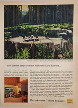 1954 Print Ad Skunks &amp; Chipmunks on Western Tree Farm Weyerhaeuser Timbe... - £15.62 GBP