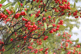 New Fresh Seeds 20 Brilliant Red Chokeberry Seeds Aronia Arbutifolia Bri... - $11.80