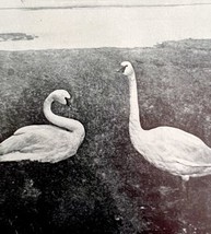 Whistling Swan Incubating Nest In Hudson Bay 1936 Bird Print Nature DWU13 - £15.62 GBP