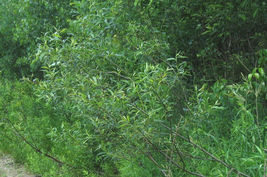 18&quot; Cut FRESH Silky Willow Cuttings Salix Sericea Native Lot of 5  - £30.12 GBP