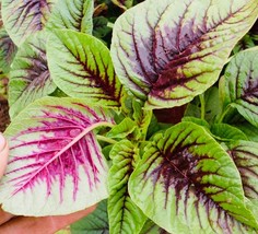 Edible Amaranth Red Leaf Seeds Chinese Spinach Gardening Fresh USA Seller - £8.41 GBP