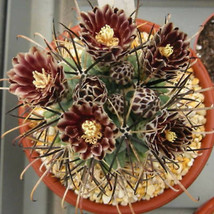 Sclerocactus uncinatus, exotic rare flowering cacti flower cactus seed 100 SEEDS - £10.44 GBP