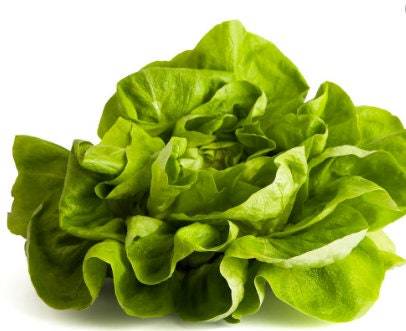 Bibb Lettuce Seeds Organic Lettuce Seeds Seeds Vegetable Seeds Bibb Lett... - $2.98