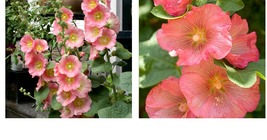 Pink Orange Hollyhock 25 Seeds Perennial Flower Seed Flowers - £16.71 GBP